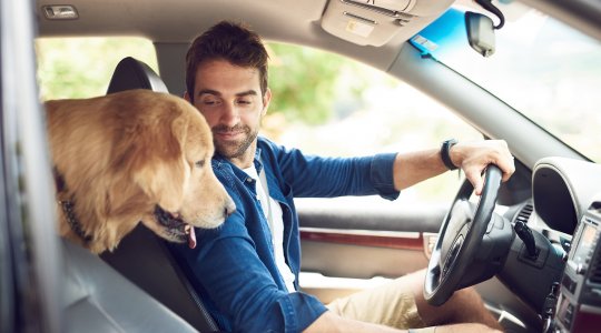 Trasporto cani in auto: regole, sicurezza e consigli 
